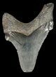Serrated, Angustidens Tooth - Megalodon Ancestor #46836-1